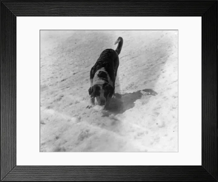 Framed Print : St. Bernard in the Snow Framed Print : St. Bernard in the Snow