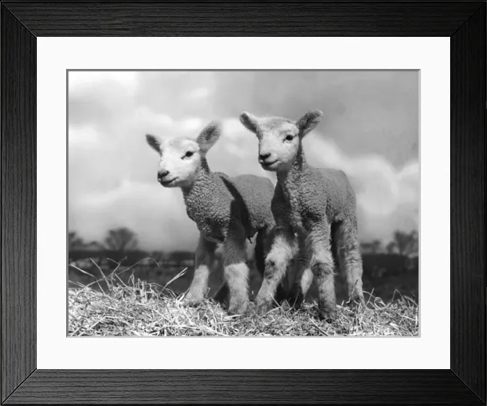 Framed Print : TWIN LAMBS Framed Print : TWIN LAMBS