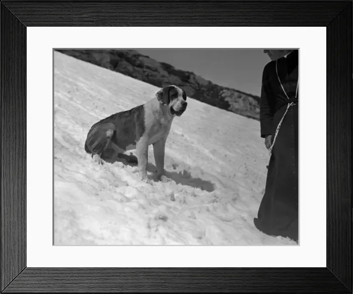 Framed Print : St. Bernard in the Snow