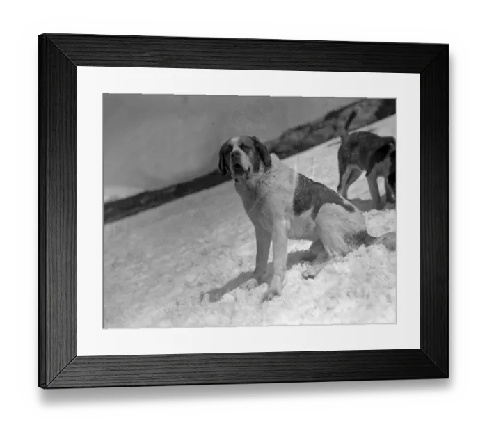 Framed Print : St. Bernards in the Snow