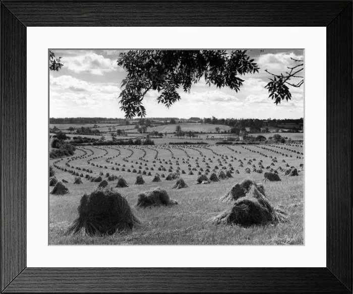 Framed Print : Harvest Stooks Framed Print : Harvest Stooks
