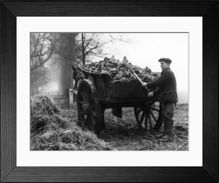 Framed Print : Loading Mangels Framed Print : Loading Mangels