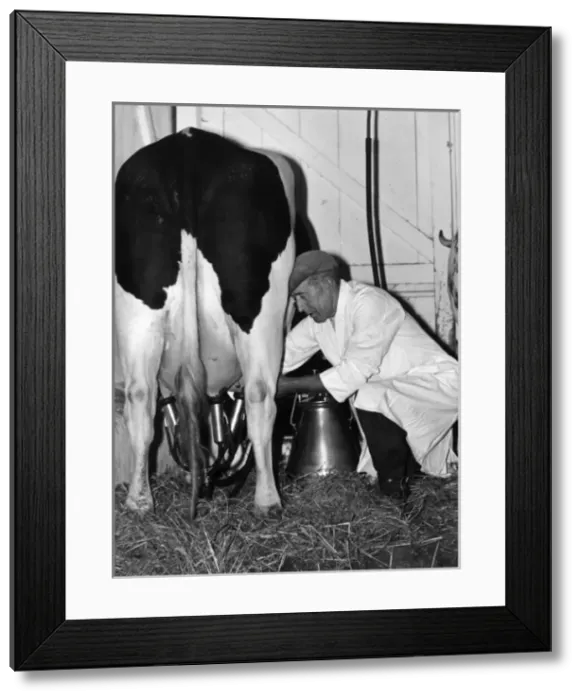 Framed Print : Mechanical Milking