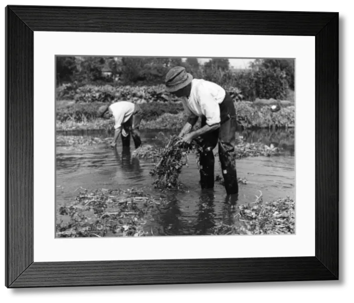 Framed Print : Watercress Cultivation Framed Print : Watercress Cultivation