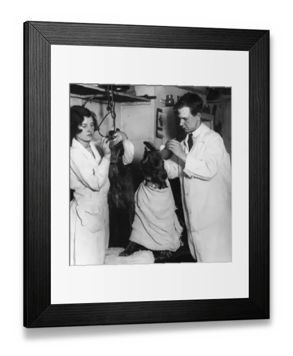Framed Print : Doggie Beauty Treatment
