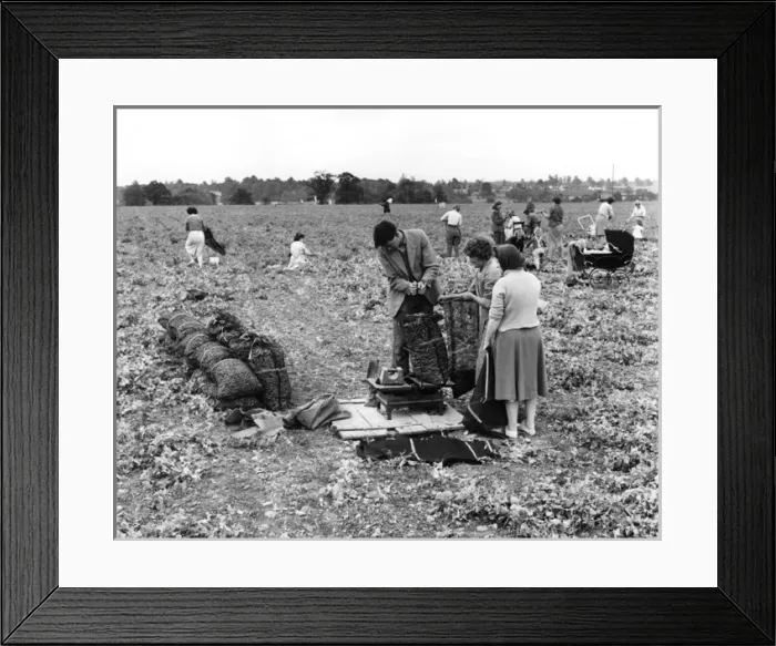 Framed Print : Pea Pickers Framed Print : Pea Pickers