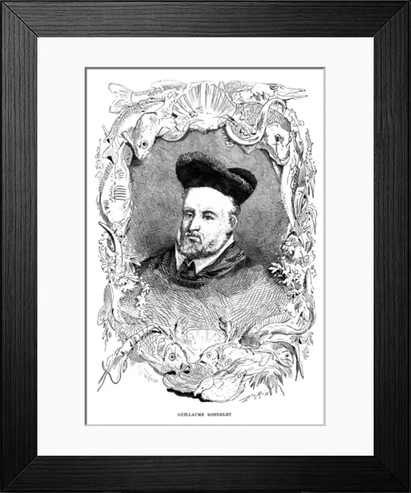 Framed Print : Guillaume Rondelet - 3 Framed Print : Guillaume Rondelet - 3
