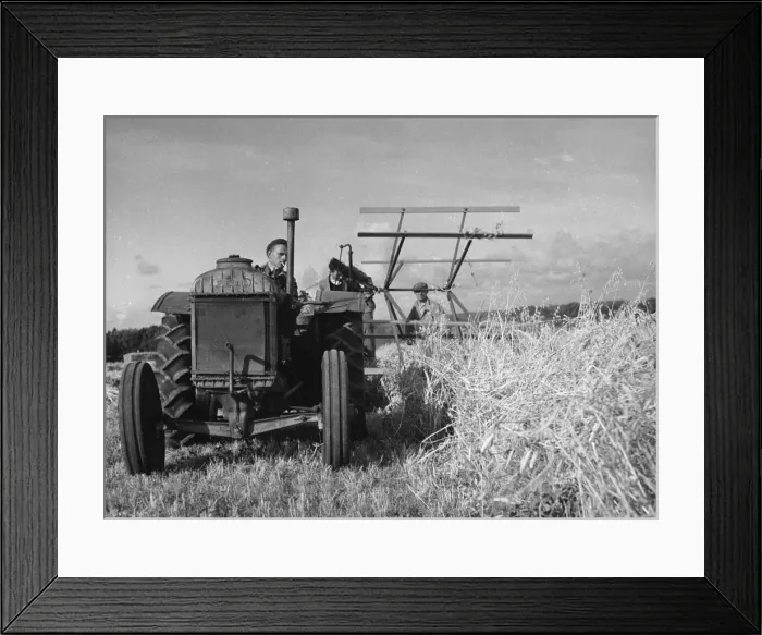 Framed Print : Cutting the Crop Framed Print : Cutting the Crop