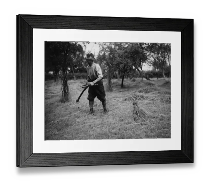 Framed Print : Mowing the Cocks Head Framed Print : Mowing the Cocks Head