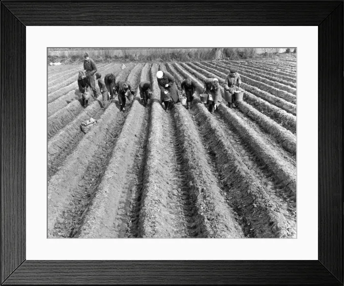Framed Print : Hand-Planting Potatoes Framed Print : Hand-Planting Potatoes