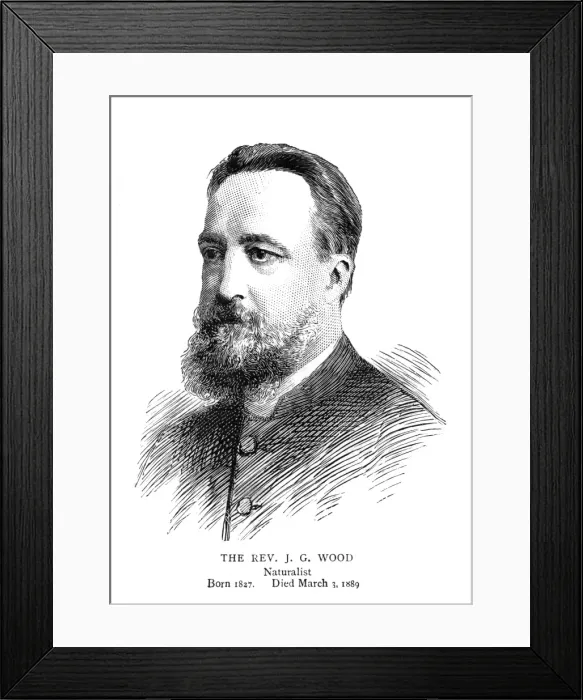 Framed Print : John George Wood Framed Print : John George Wood