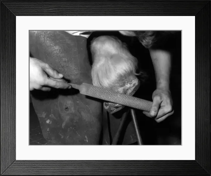 Framed Print : Rasping a Hoof Framed Print : Rasping a Hoof