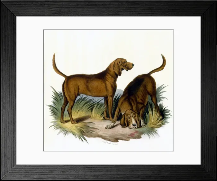 Framed Print : Bloodhounds / Astle Framed Print : Bloodhounds / Astle