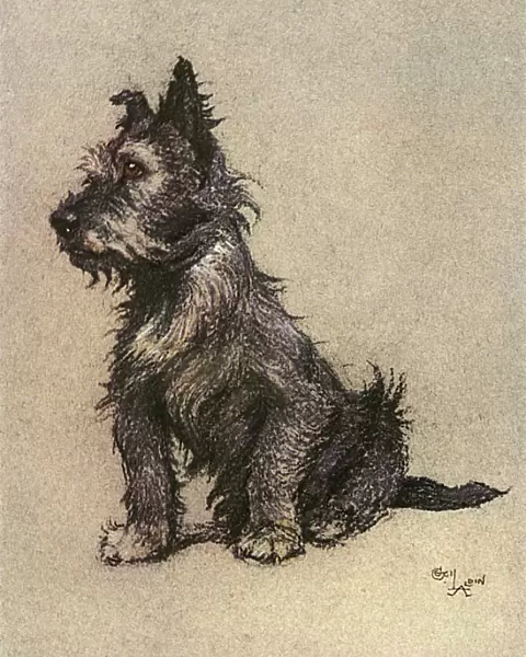 Cairn Terrier