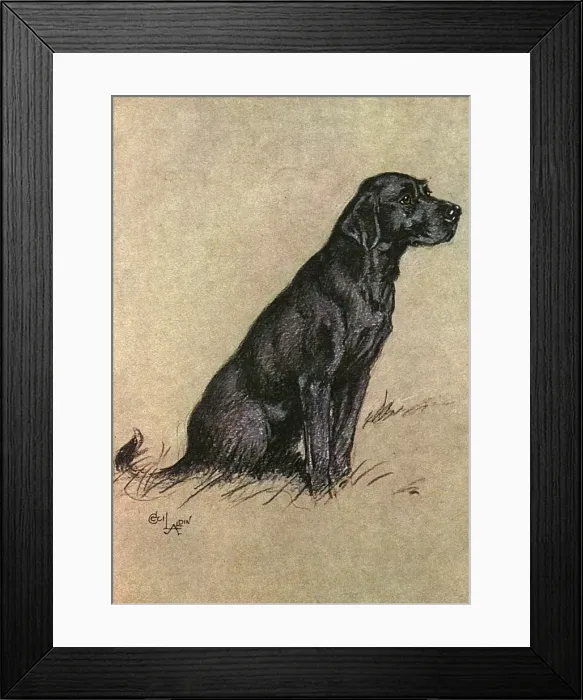 Framed Print : Black Labrador dog Framed Print : Black Labrador dog