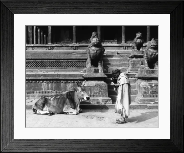 Framed Print : Sacred Cow, Nepal Framed Print : Sacred Cow, Nepal