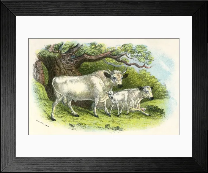Framed Print : Chillingham Cattle Framed Print : Chillingham Cattle