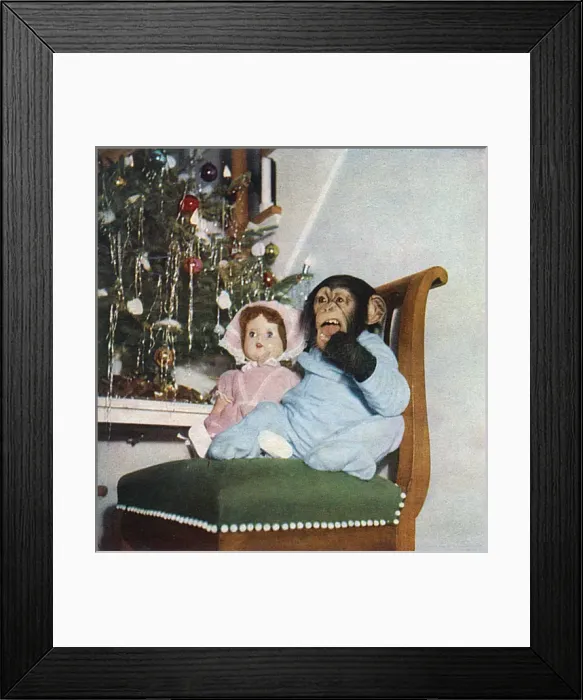 Framed Print : Christine. Chimpanzee dressed in pyjamas making her way downstairs on Christmas Framed Print : Christine. Chimpanzee dressed in pyjamas making her way downstairs on Christmas