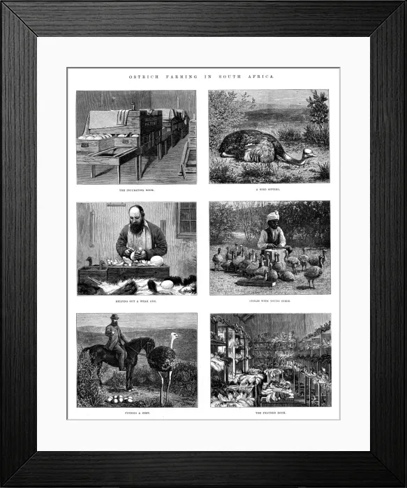 Framed Print : Ostrich Farming In South Africa Framed Print : Ostrich Farming In South Africa