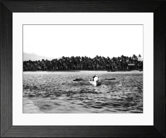 Framed Print : Coconut Plantation Framed Print : Coconut Plantation