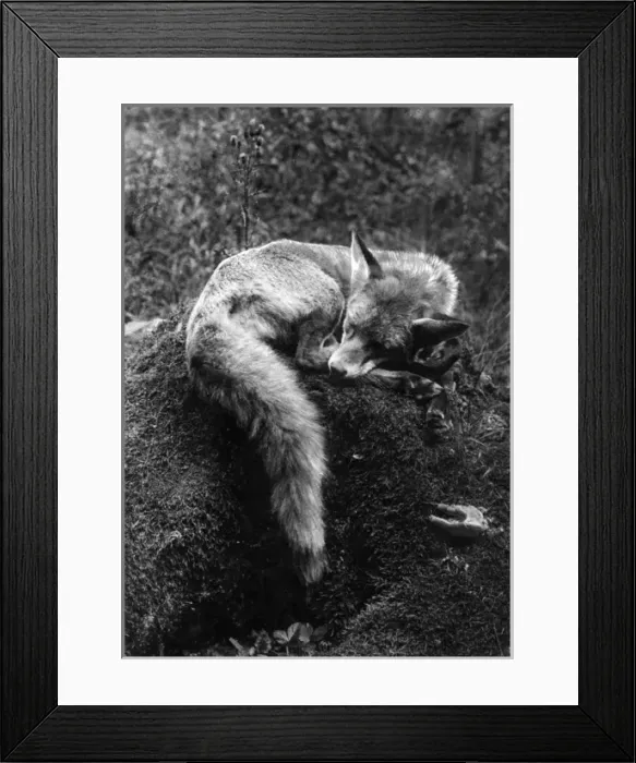 Framed Print : Sleeping Fox Framed Print : Sleeping Fox