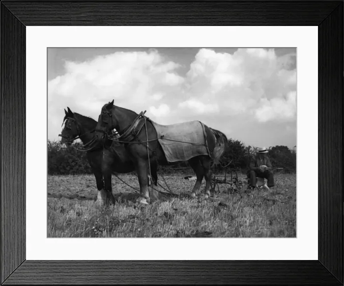 Framed Print : Ploughmans Lunch Framed Print : Ploughmans Lunch