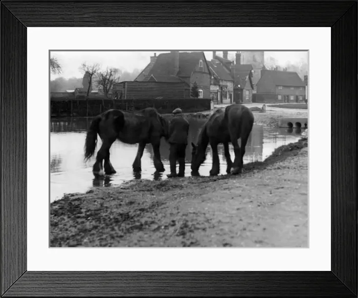 Framed Print : Horses Drinking Framed Print : Horses Drinking