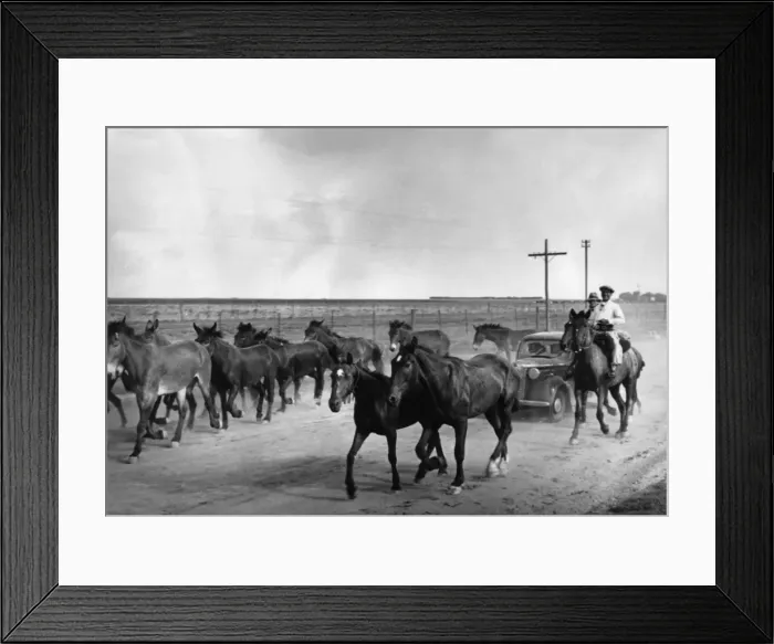 Framed Print : Herding Horses Framed Print : Herding Horses
