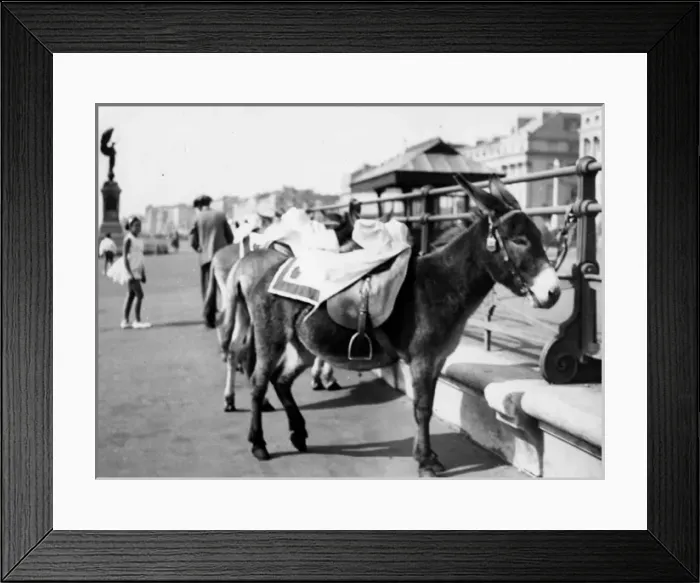 Framed Print : Tethered Seaside Donkeys Framed Print : Tethered Seaside Donkeys