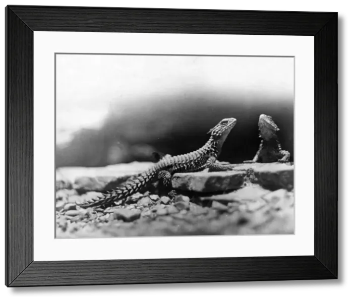 Framed Print : Desert Lizards Framed Print : Desert Lizards