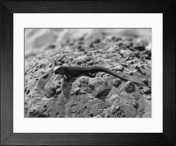 Framed Print : Aggressive Lizard Framed Print : Aggressive Lizard