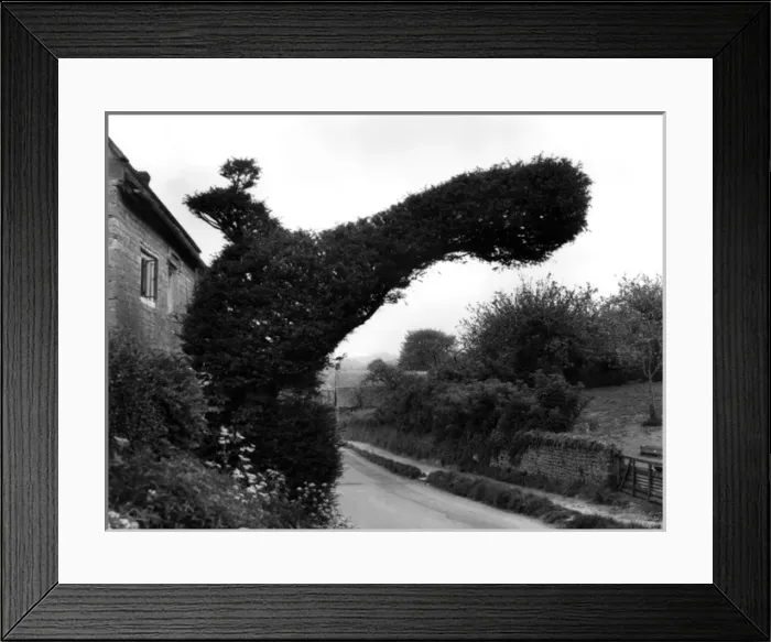 Framed Print : YEW TREE BIRD Framed Print : YEW TREE BIRD