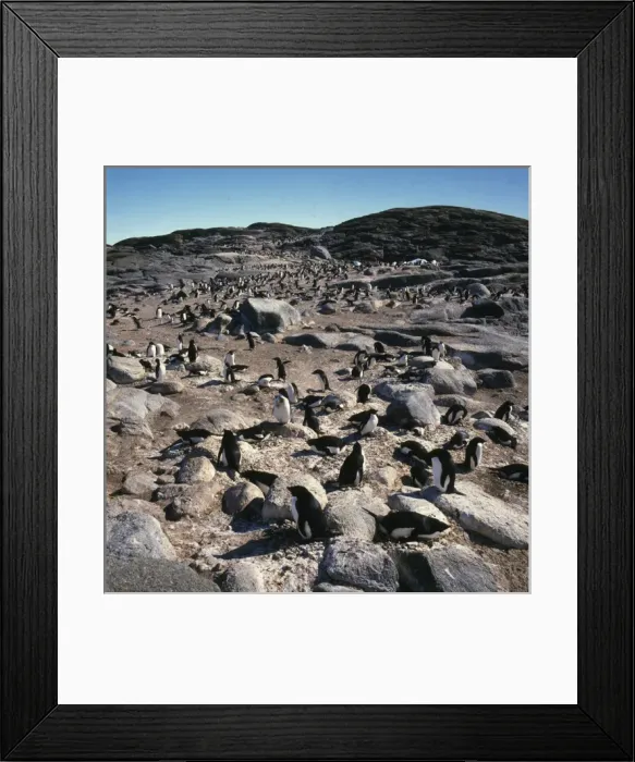 Framed Print : Penguin, rookery, Antarctica Framed Print : Penguin, rookery, Antarctica