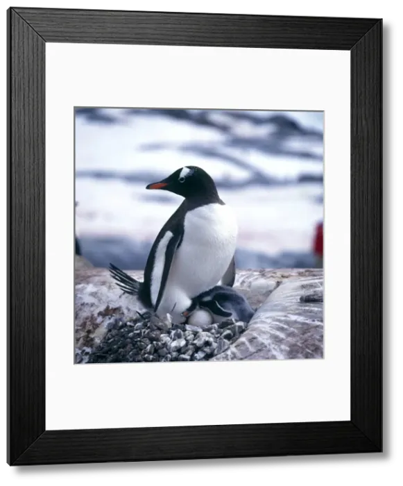 Framed Print : Gentoo Penguin and Young Framed Print : Gentoo Penguin and Young