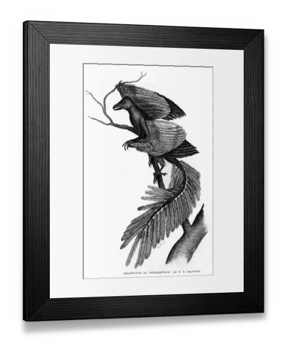 Framed Print : Archeopteryx / Reconstruc Framed Print : Archeopteryx / Reconstruc