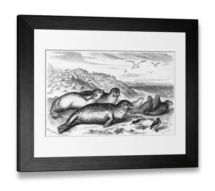 Framed Print : Leopard Seal Framed Print : Leopard Seal