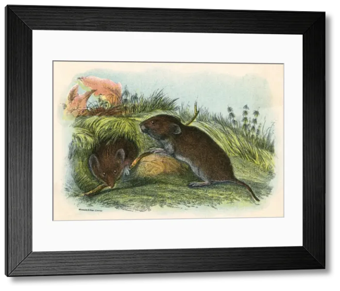 Framed Print : FIELD VOLE Framed Print : FIELD VOLE