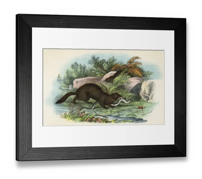Framed Print : POLECAT. (mustela putorious). This lucky European Polecat has just caught Framed Print : POLECAT. (mustela putorious). This lucky European Polecat has just caught