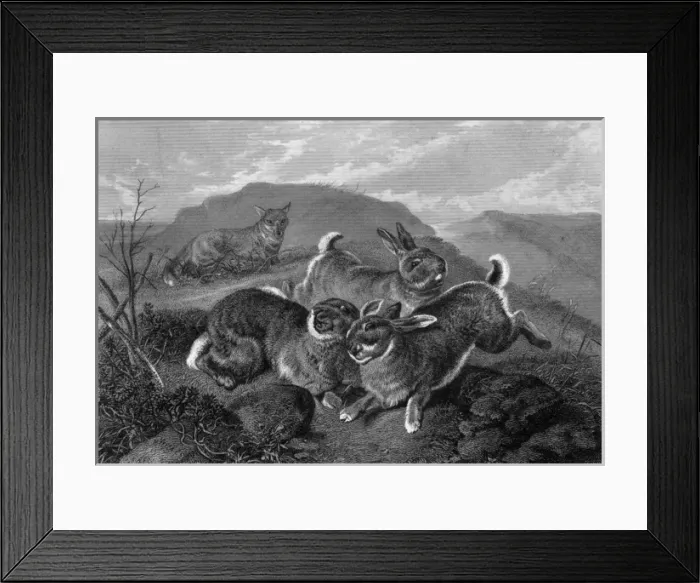 Framed Print : Rabbits and Fox Framed Print : Rabbits and Fox