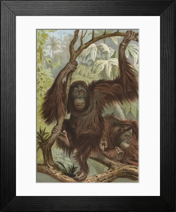 Framed Print : Orang-Utan (Lydeker) Framed Print : Orang-Utan (Lydeker)