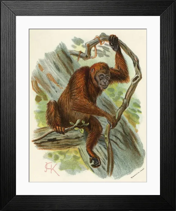 Framed Print : ORANG-UTAN Framed Print : ORANG-UTAN