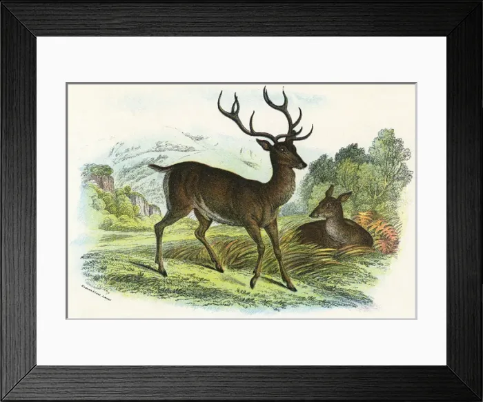 Framed Print : RED DEER. (cervus elaphus). Date: circa 1860 Framed Print : RED DEER. (cervus elaphus). Date: circa 1860