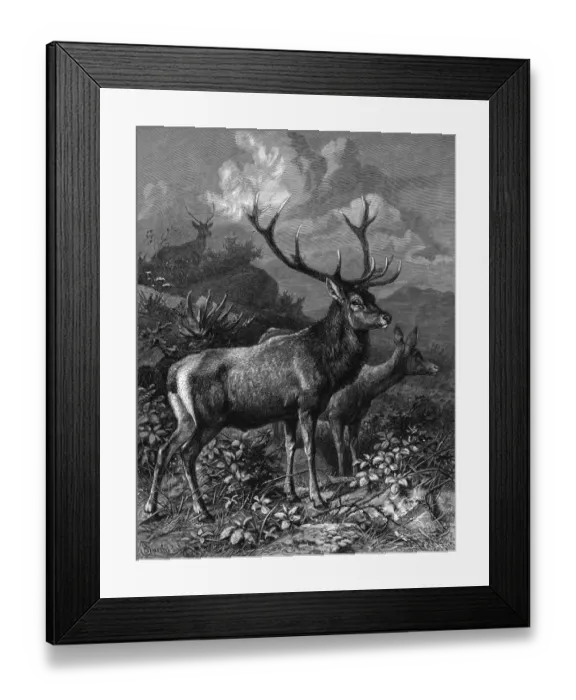 Framed Print : Red Deer - 2 Framed Print : Red Deer - 2