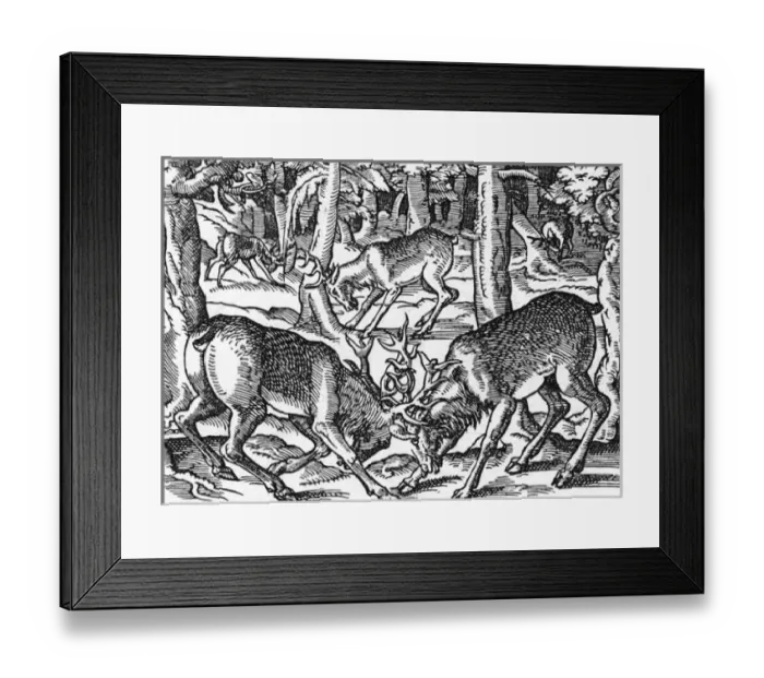Framed Print : Two Bucks Fighting Framed Print : Two Bucks Fighting