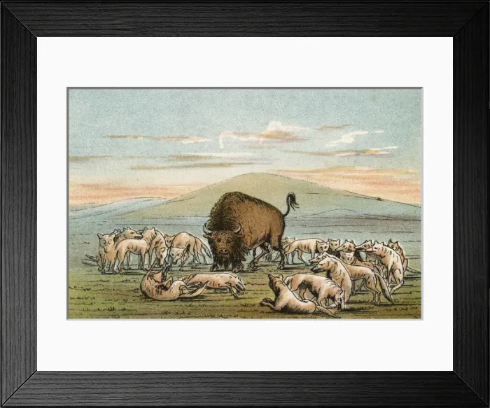 Framed Print : Buffalo & Coyotes - 2 Framed Print : Buffalo & Coyotes - 2