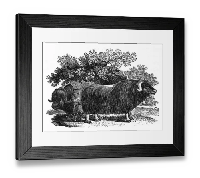 Framed Print : Bewick - Musk Ox Framed Print : Bewick - Musk Ox