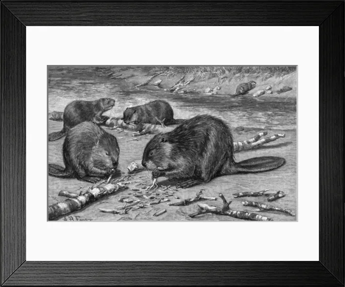 Framed Print : Beavers at Work Framed Print : Beavers at Work