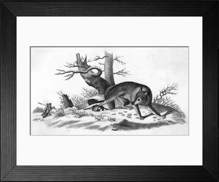 Framed Print : Coyote Caught Framed Print : Coyote Caught
