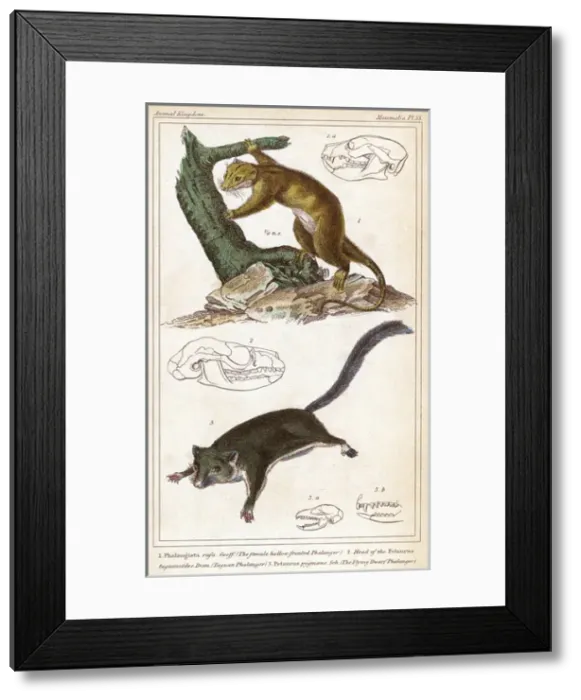 Framed Print : CUSCUS. (phalanger orientalis). Previously known as the Phalanger Framed Print : CUSCUS. (phalanger orientalis). Previously known as the Phalanger