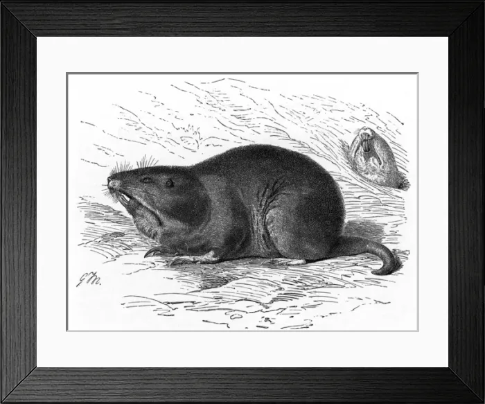 Framed Print : Pocket Gopher Framed Print : Pocket Gopher